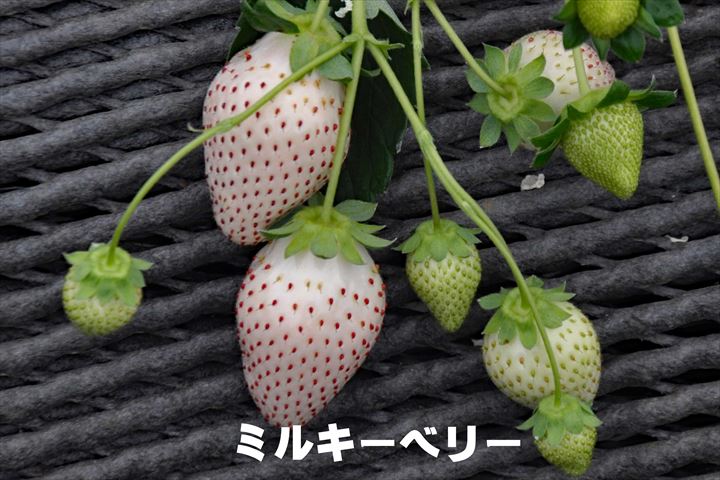 ミルキーベリー