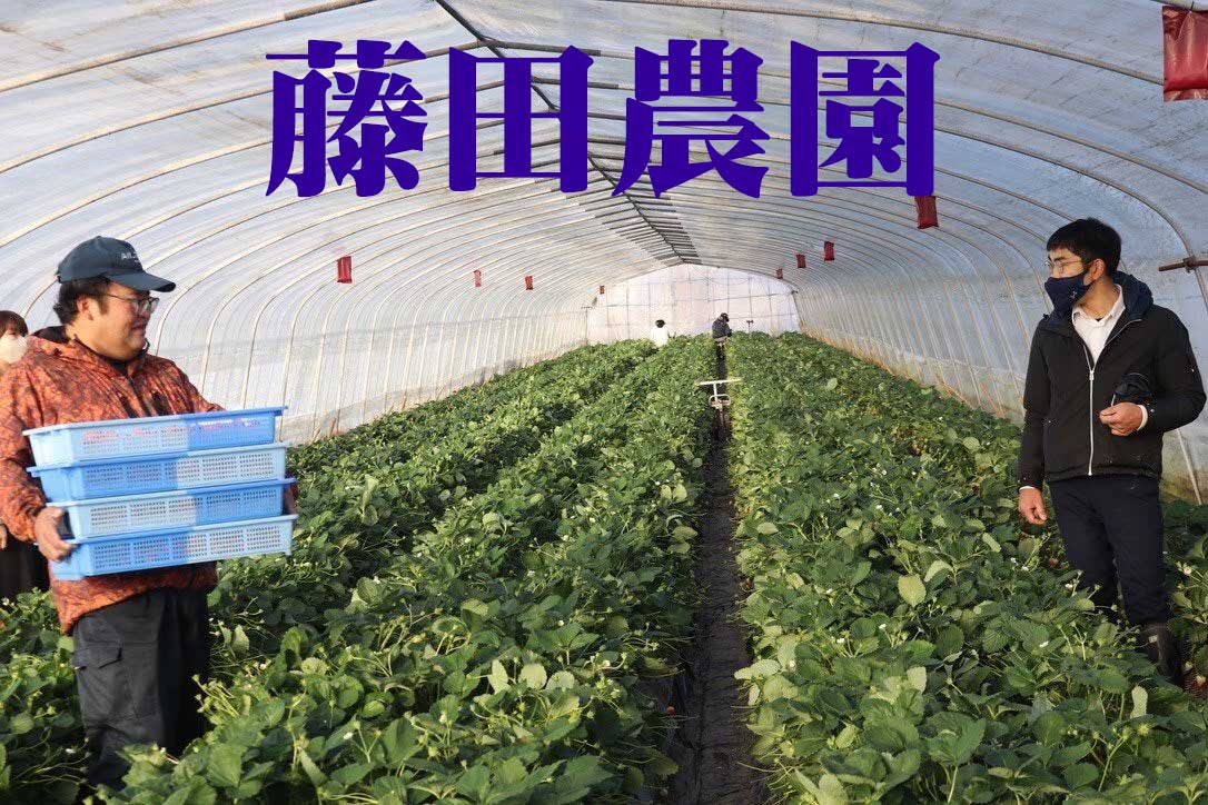 イチゴの生産販売