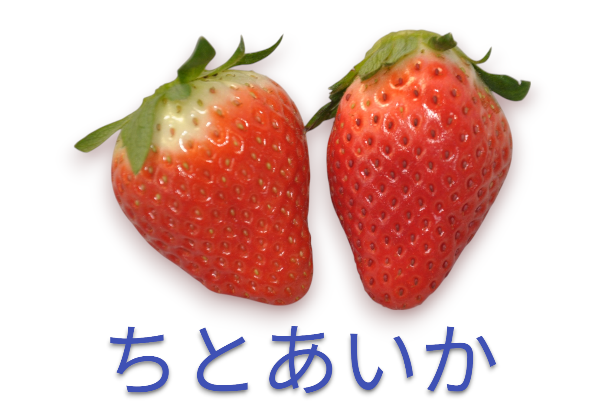 とちあいか