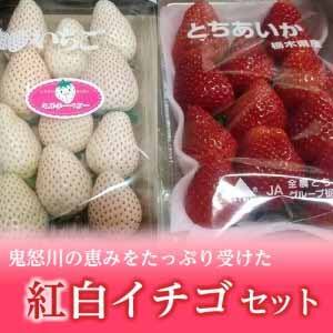 紅白イチゴセット